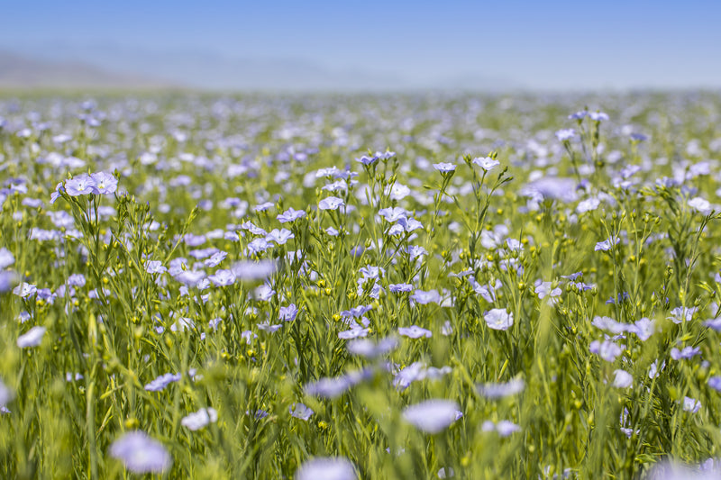 Linen Fields